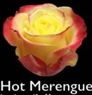 Hot-merengue